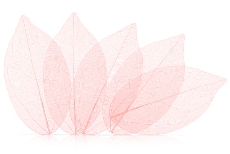 Sachet de 5 feuilles naturelles séchées pour nail art-rose-doux